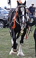 Fillongley Show 2010