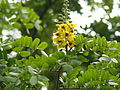 Feuilles et inflorescence