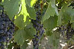 Thumbnail for File:California-wine1 (3997675759).jpg