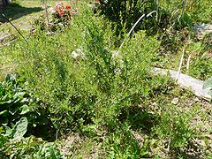 Estragoia (Artemisia dracunculus)