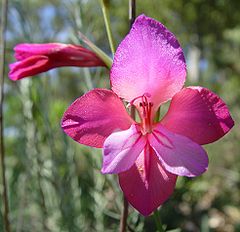 <center>Gladiolus illyricus</center>