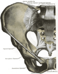 Bäckenets leder. Ventral vy.[1]