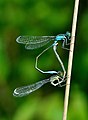 * Nomination Mating wheel of blue-tailed damselflies. --Quartl 13:10, 6 August 2010 (UTC) * Promotion --ComputerHotline 14:18, 6 August 2010 (UTC)