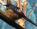 White-rumped Shama Thrush