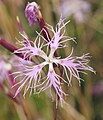 Puošnusis gvazdikas (Dianthus superbus)