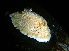 Goniobranchus cavae