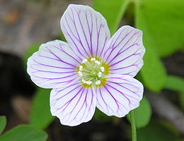 Paprastasis kiškiakopūstis (Oxalis acetosella)