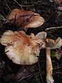 Tricholoma muricatum