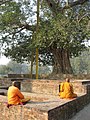 Monges budistas meditando sob a Árvore Bodi de Ananda, em Sravasti, na Índia