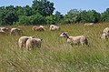 Moutons dans la réserve naturelle