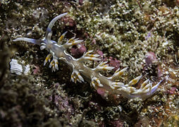 Flabellina engeli