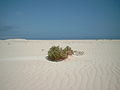 Dunas de Corralejo