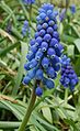 Гадючий лук незамеченный (Muscari neglectum)