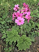 Primula kisoana