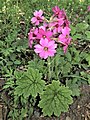 Yamagata City Wild Plants Garden, Japan