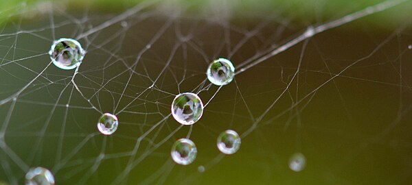 L'humidité tend la toile et le réseau de fil qui se déforment à peine, malgré le poids de l'eau