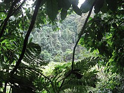 Obvyklá scenérie národního parku Udzungwa Mountains