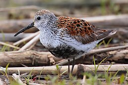 Побережник чорногрудий (Calidris alpina)