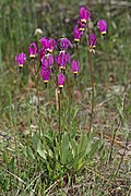 Primula poetica (Syn. Dodecatheon poeticum)