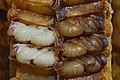 Pupae of the Western honey bee