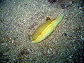 Hypselodoris picta