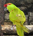 Thick-billed Parrot