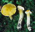 Tricholoma subluteum