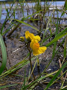 2004 Südlicher Wasserschlauch