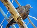 White Throated Ground Dove Female