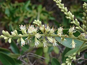 Acosmium dasycarpum no Jardim Botânico de Brasília.