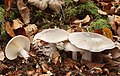 Clitocybe nebularis