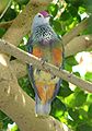 Mariana Fruit Dove