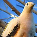 Pied Imperial Pigeon