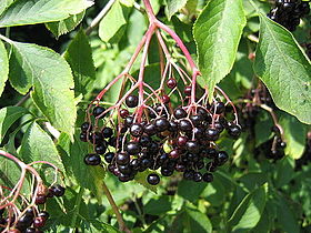 Elderberries