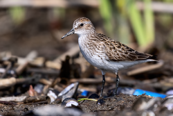 A Semipalmated Sandpiper in a mudflat at Heislerville WMA in Cumberland County, NJ.