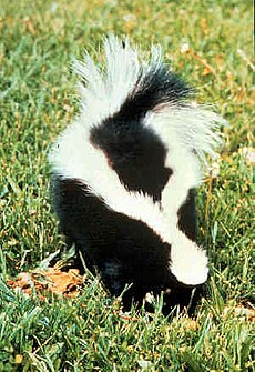 Dryžėtasis skunsas (Mephitis mephitis)