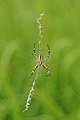 * Nomination Argiope bruennichi. --ComputerHotline 17:08, 31 July 2010 (UTC) * Promotion In parts a little oof, but still good. --Quartl 18:05, 31 July 2010 (UTC)