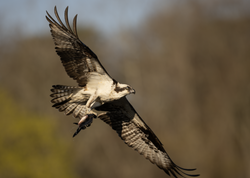 An Osprey with an American Gizzard Shad.