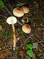 Tricholoma aurantio-olivaceum