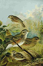 Turdus iliacus (1905), Naumann, Naturgeschichte der Vögel Mitteleuropas