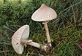 Macrolepiota mastoidea