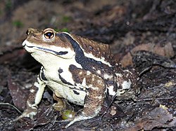 Bufo japonicus