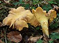 Cantharellus cibarius