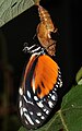 Heliconius hecale