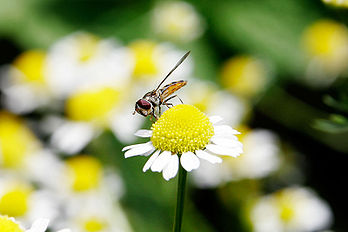 Un syrphe (ou mouche-abeille, Melangyna viridiceps), insecte diptère du genre Syrphidae, en train de butiner. (définition réelle 1 600 × 1 067*)