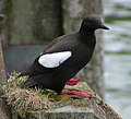 Black guillemot