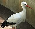 White Stork