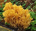 Ramaria largentii