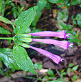 Dicliptera trifurca