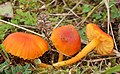 Hygrocybe reidii